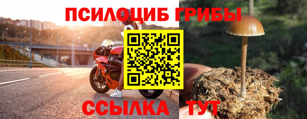 Ленинск-Кузнецкий  Псилоцибиновые грибы Psilocybe  Вход с VPN 